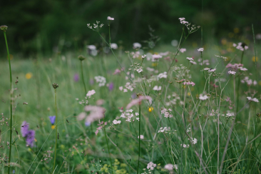 Eine Blumenwiese auf der Waldalp im Safiental