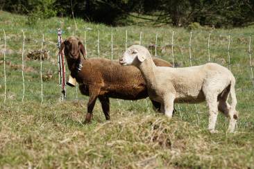 Engadiner Schafe (Bild: Naturpark Beverin)
